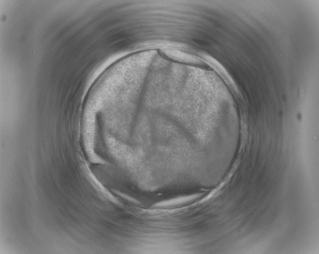 X0000085841244200704132055