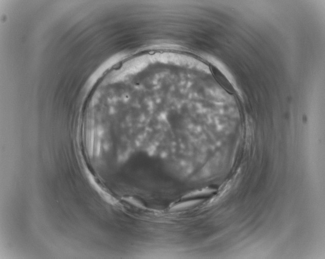 X0000085841245200704132055