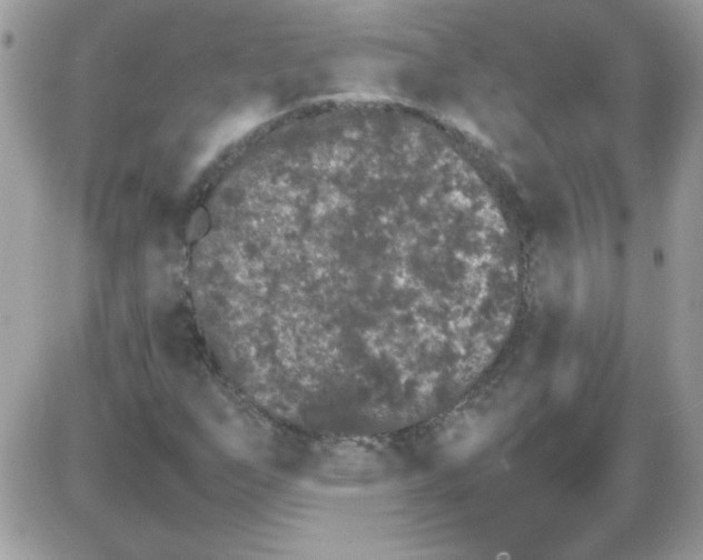 X0000085841255200704132054