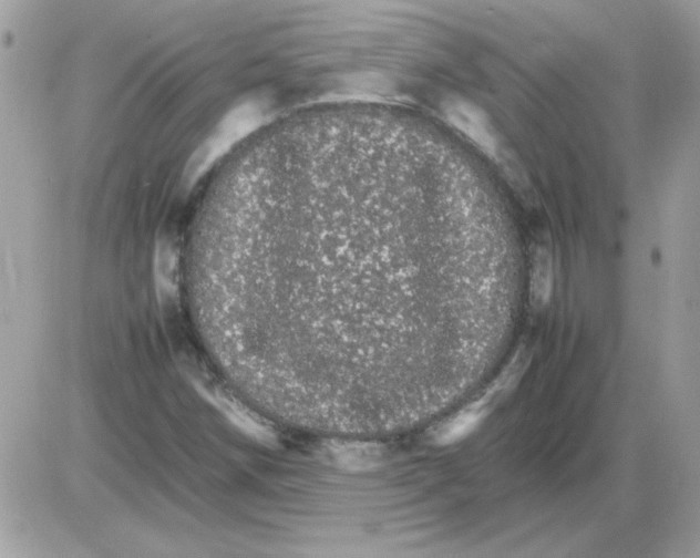 X0000085841258200704132054