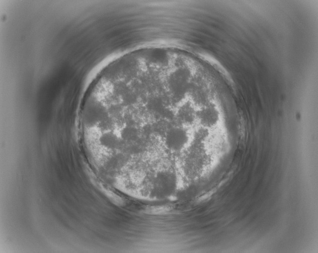 X0000085841278200704132054