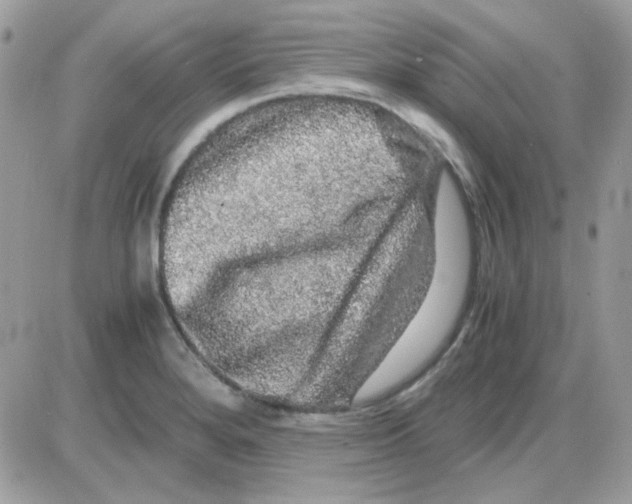 X0000085841280200704132054