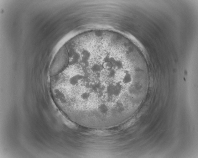 X0000085841287200704132054