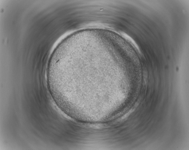 X0000085841288200704132054