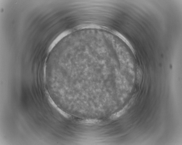 X0000085841290200704132054