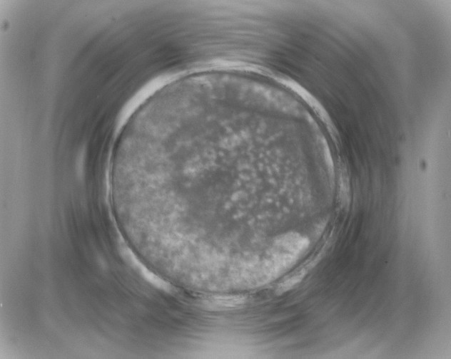 X0000085841294200704132053