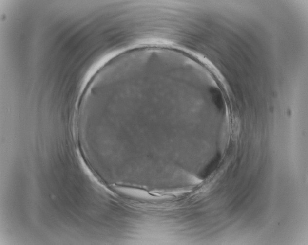 X0000085841295200704132053