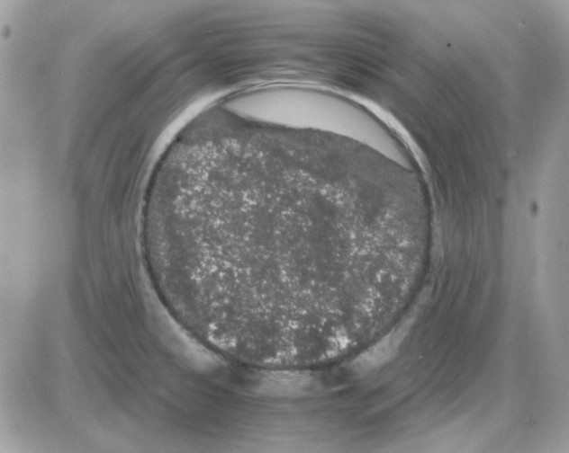 X0000085841333200704132053