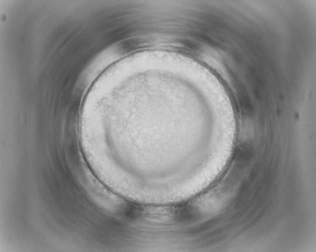 X0000085841338200704132053