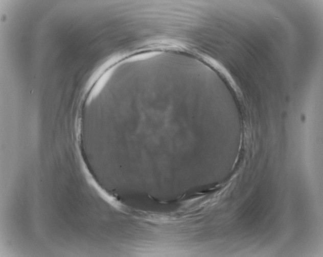 X0000085841383200704132052