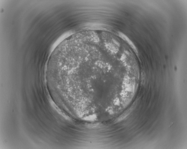 X0000085841386200704132052