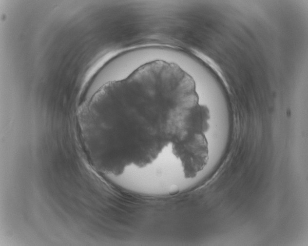 X0000085841415200704132051