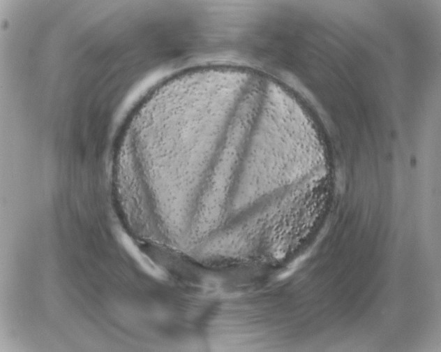 X0000085841416200704132051