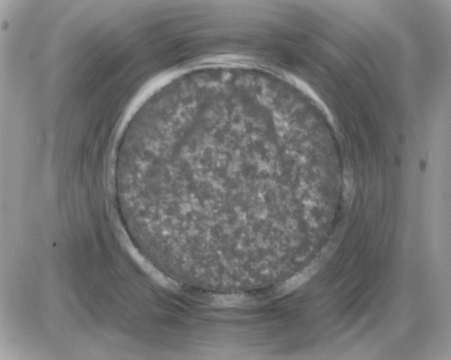 X0000085841421200704132051