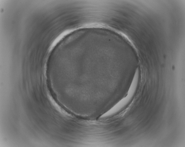 X0000085841422200704132052