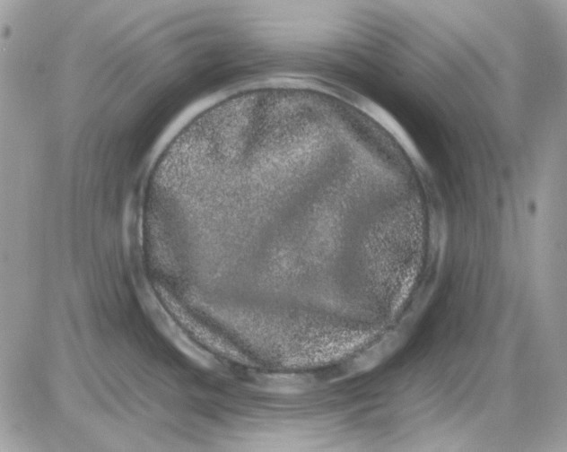 X0000085841436200704132052