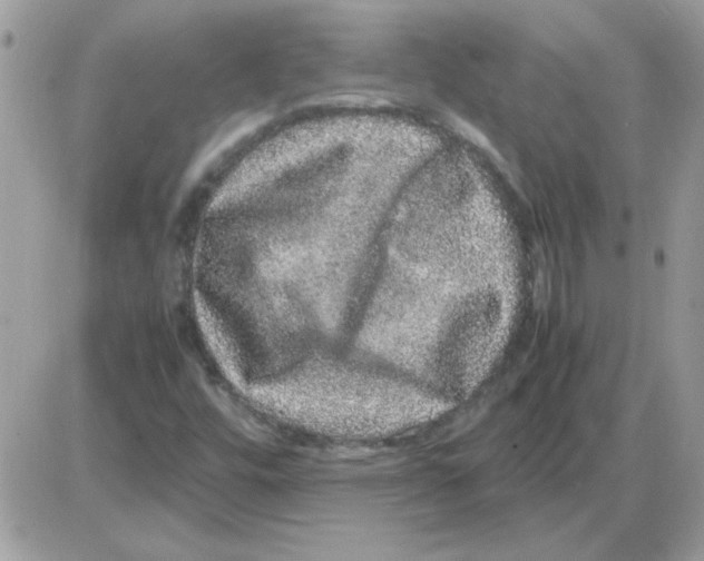 X0000085841448200704132051