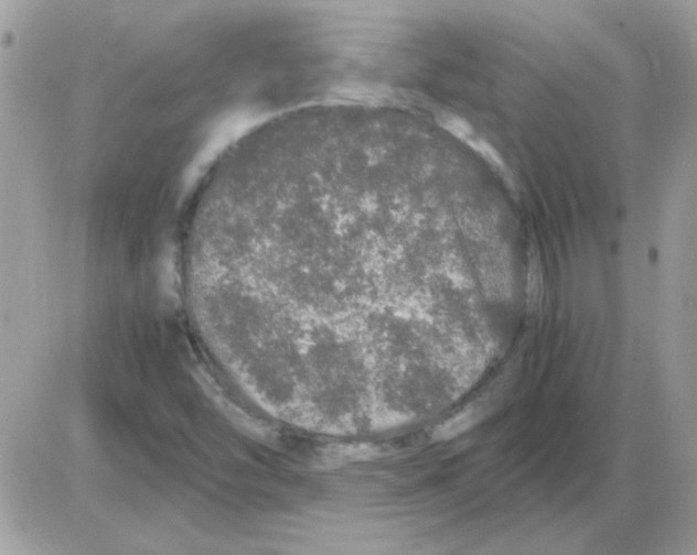 X0000085841454200704132051