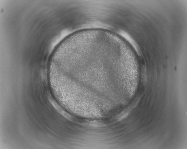 X0000085841460200704132051