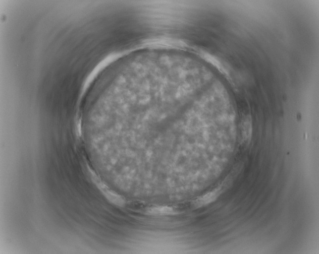 X0000085841462200704132051