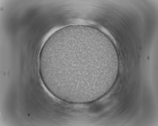 X0000085841479200704132050