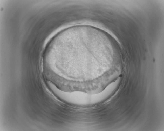 X0000085841510200704132050