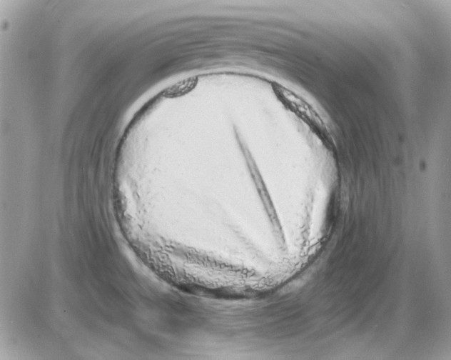 X0000085841534200704132050