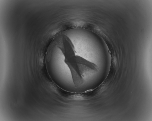 X0000086000668200703300949