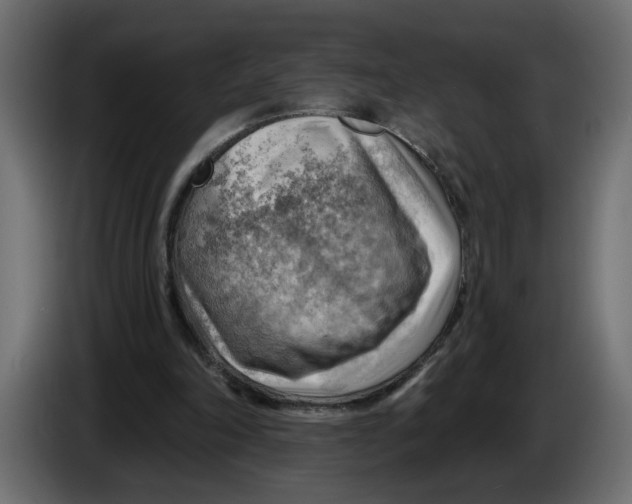 X0000086000198200704131812