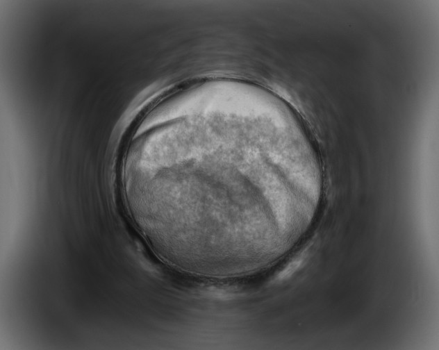 X0000086000199200704131812