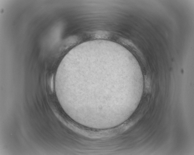 X0000086000028200704201842