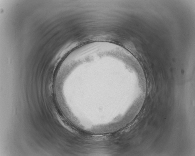 X0000086000050200704201841