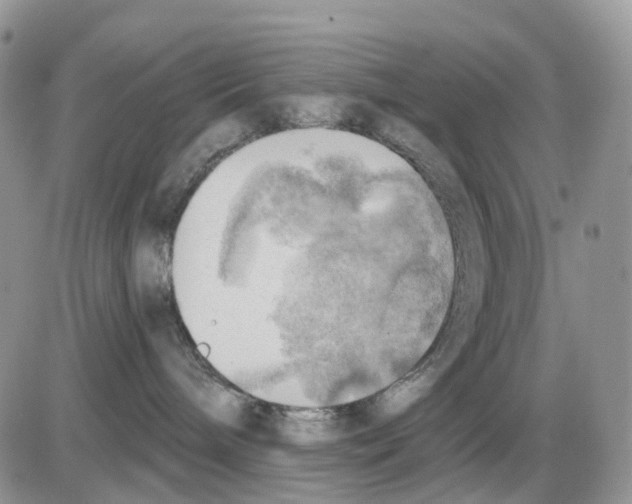 X0000086000240200704201839