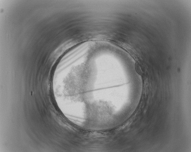 X0000086000290200704201838