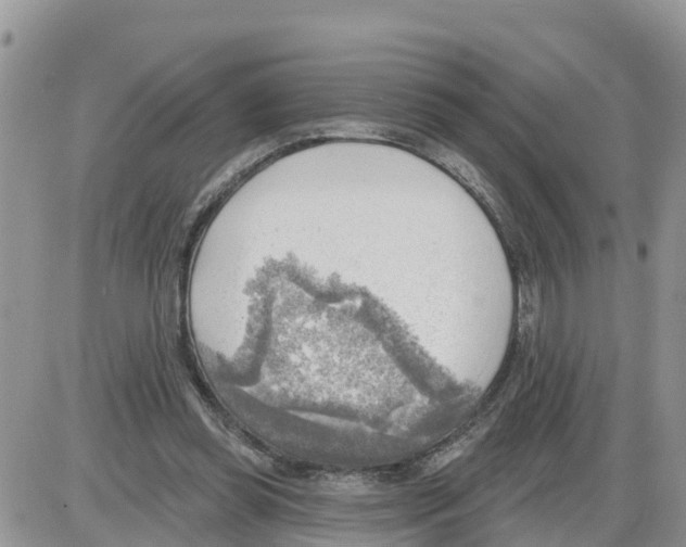 X0000086000349200704201837