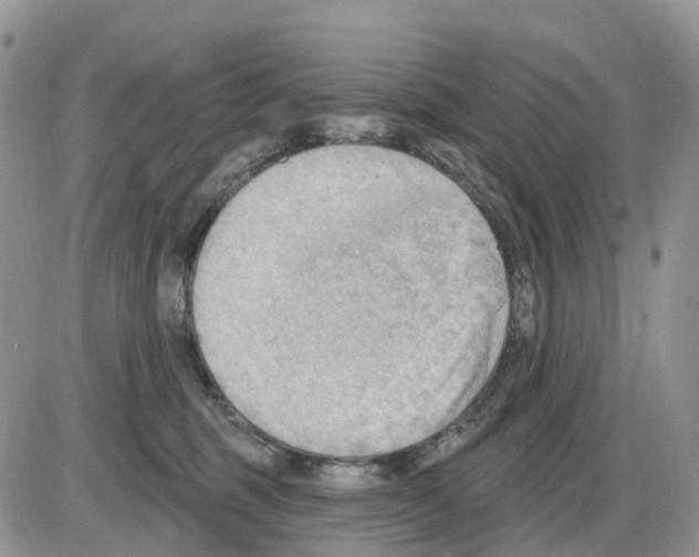 X0000086000375200704201837