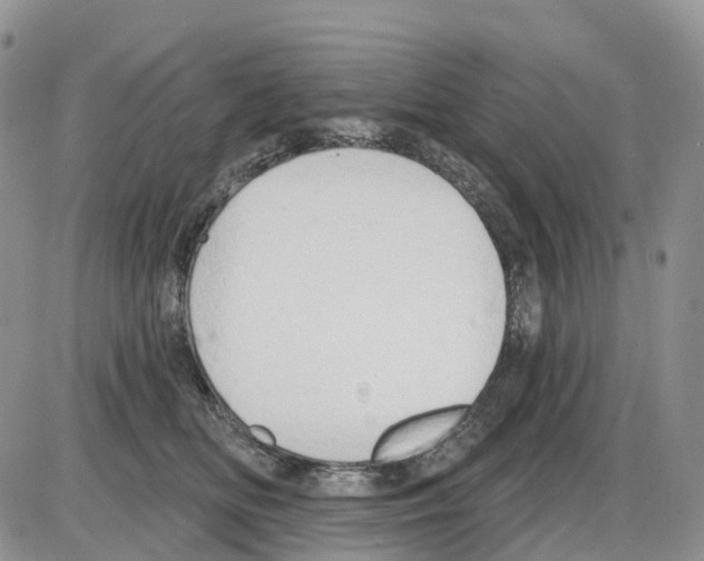 X0000086000518200704201834