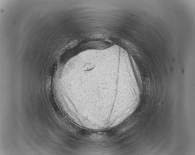 X0000086000550200704201834