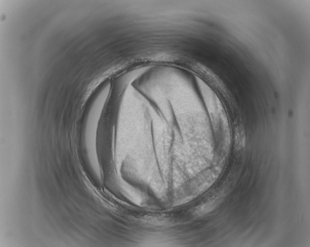 X0000086000725200704201830