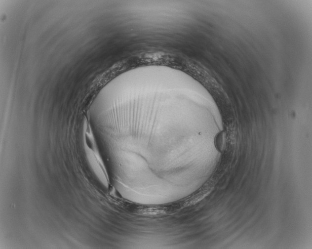 X0000086000754200704201831