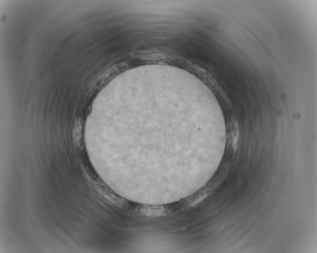 X0000086000767200704201831