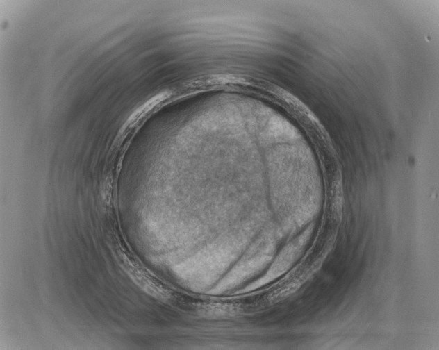 X0000086000785200704201830