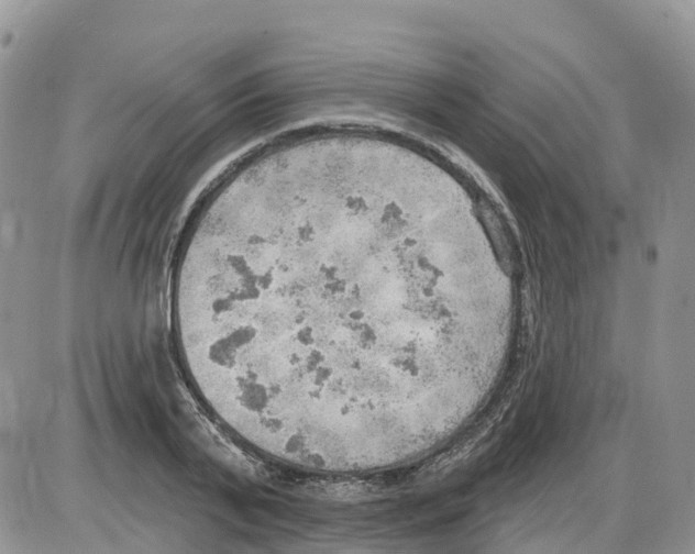 X0000086000791200704201830