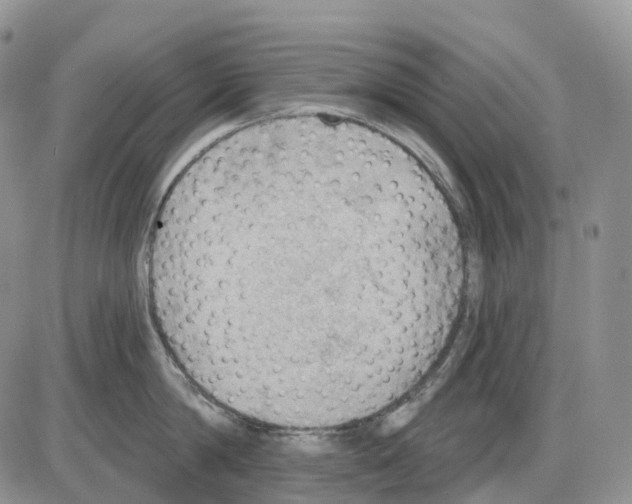 X0000086000814200704201830