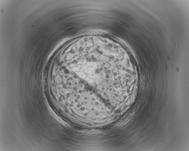 X0000086000851200704201829