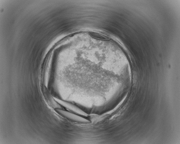 X0000086001048200704201826