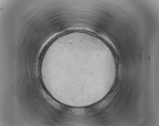 X0000086001068200704201826