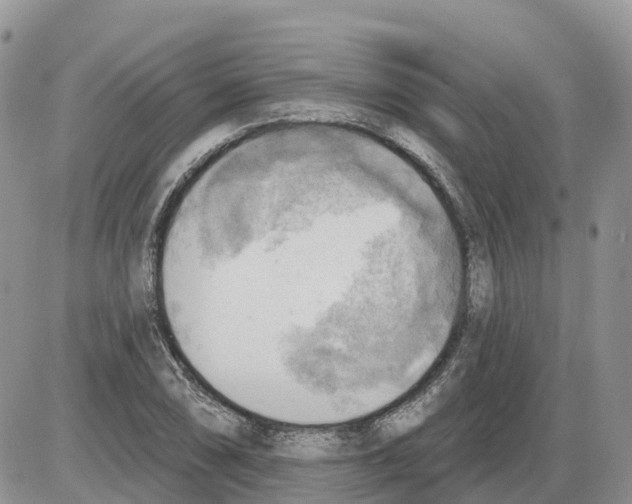 X0000086001074200704201825