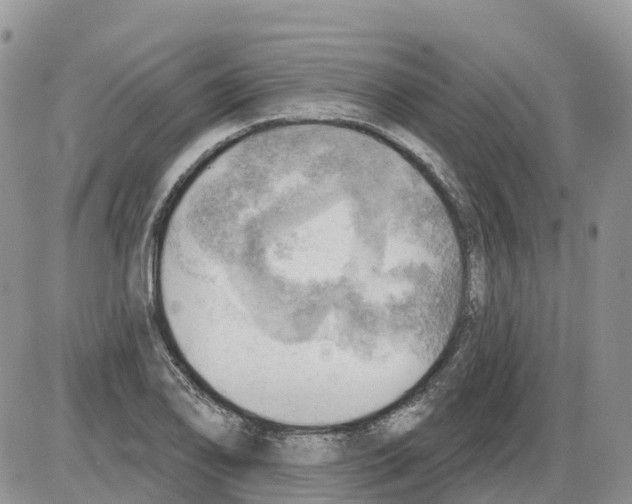 X0000086001078200704201825