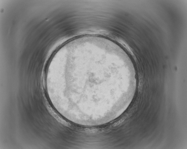 X0000086001080200704201825